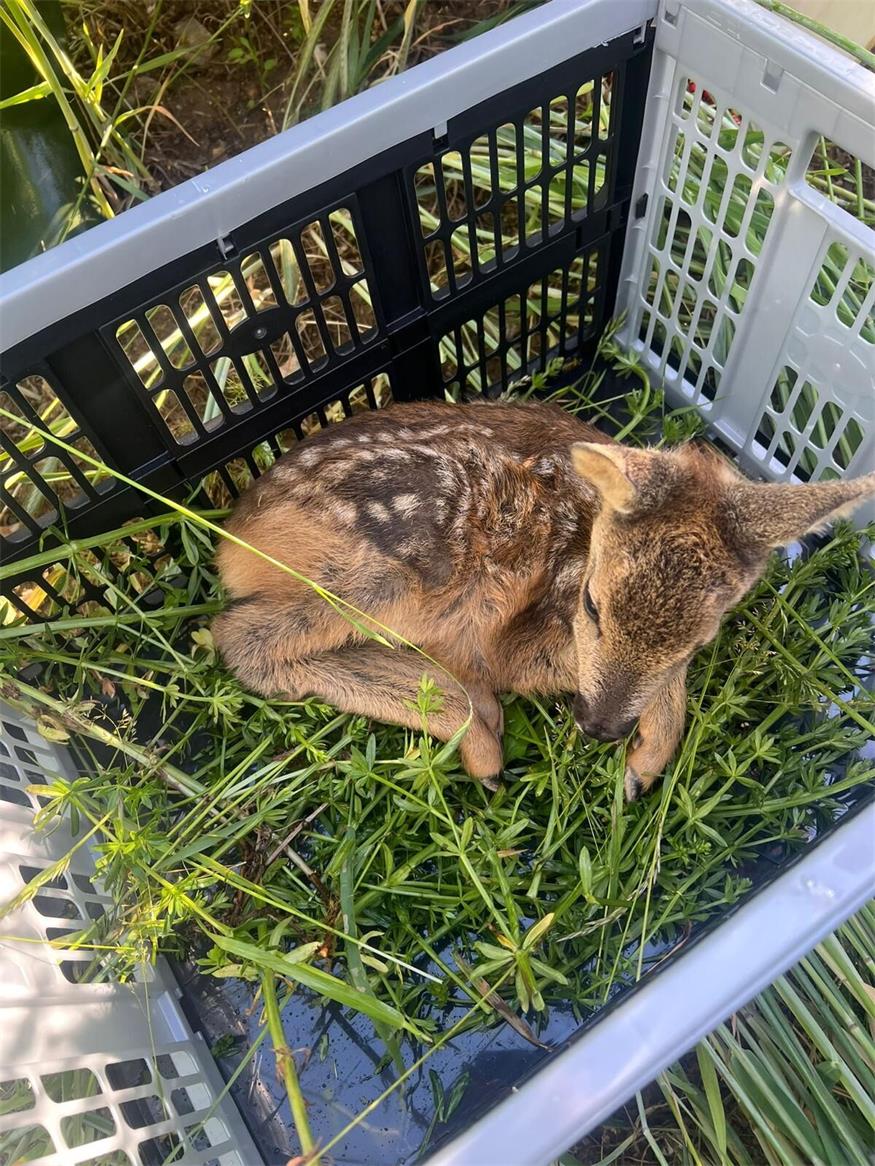 Gemeinsames Handeln und gegenseitige Unterstützung können einen wichtigen Beitrag zum Schutz der heimischen Wildtiere leisten.