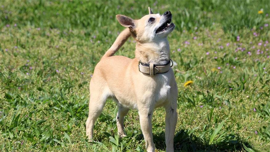 Diese Tiere warten im Tierschutzhaus Sonnenhof Gonzo ist ein freundlicher Rüde, der fremden Menschen zunächst zurückhaltend und schüchtern gegenübertritt. Es können mehrere Kennlerntermine nötig sein, um eine solide Vertrauensbasis zu schaffen. In seinem bisherigen Leben dürfte er nicht allzu viel kennengelernt haben, weshalb zurzeit eifrig das Hunde-1x1 geübt wird. Gonzo erweist sich hierbei lernwillig, hat aber seinen eigenen Willen und möchte diesen rassetypisch auch durchsetzen. Spaziergehrunden sollten auf mehrere und kürzere Einheiten aufgeteilt werden, da Gonzo Knieprobleme hat, die möglicherweise auch eine chirurgische Intervention erfordern werden. Der lebensfrohe Rüde hat bisher mit Hundefreund Lumpi zusammengelebt und orientiert sich auch stark an dessen Verhalten. Deshalb möchte er sein neues Zuhause auch weiterhin mit ihm teilen dürfen. Gonzo würde sich sehr über ein neues Zuhause ohne Kinder und mit Garten freuen.<?ZE?><?ZE?>Rasse: Chihuahua<?ZE?><?ZE?>Geschlecht: männlich, kastriert<?ZE?><?ZE?>Alter: 10 Jahre und 11 Monate<?ZE?><?ZE?>Größe: Small