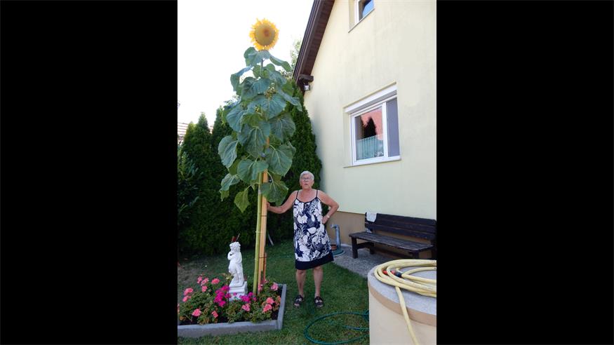 Größenvergleich: Traude Leimgstädtner ist 1,65 Meter groß - die Sonnenblume 3,3 Meter. 