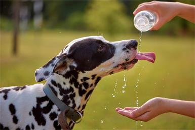 Haustierhalterinnen und -halter müssen ihre Tiere im Sommer vor der Hitze schützen. Bei Hunden sollte man etwa, wenn man mit ihnen unterwegs ist, immer frisches Trinkwasser dabeihaben.