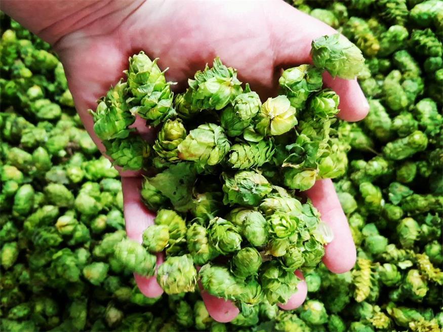 Hopfen ist eine essentielle Zutat beim Bierbrauen und verleiht Aroma und Geschmackscharakteristik. 