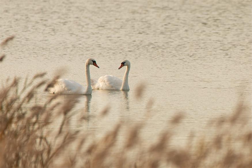 Im Nationalpark Neusiedler See – Seewinkel gibt es für Jung und Alt so einiges zu entdecken.
