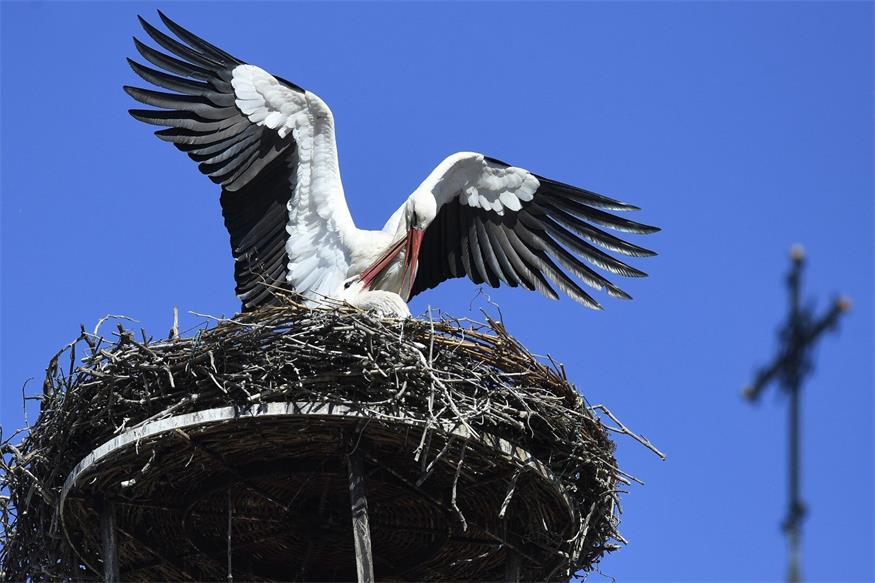 In Rust am See fliegen dieser Tage die Störche ein, um am Ufer des Neusiedler Sees den Sommer zu verbringen.