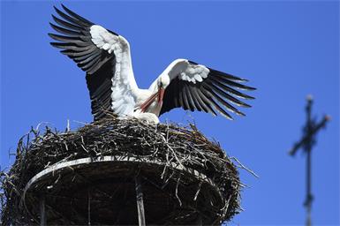 In Rust am See fliegen dieser Tage die Störche ein, um am Ufer des Neusiedler Sees den Sommer zu verbringen.