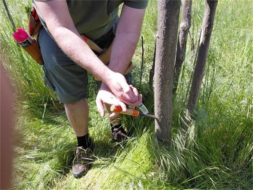 In Zurndorf läuft ein Univesitätsversuch: Injektion eine Pilzes in den Saftstrom eines Götterbaumes