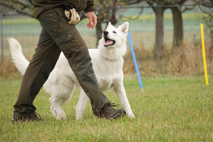 In der Hundeschule Mattersburg (von Marz /Sieggraben kommen auf der B50 Richtung Mattersburg, nach dem Industriegebiet Marz links in die "Alte Bundesstraße" einbiegen) findet am 24. Jänner eine Vorführung zur Begleithundeprüfung statt. 