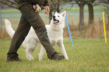 In der Hundeschule Mattersburg (von Marz /Sieggraben kommen auf der B50 Richtung Mattersburg, nach dem Industriegebiet Marz links in die "Alte Bundesstraße" einbiegen) findet am 24. Jänner eine Vorführung zur Begleithundeprüfung statt. 