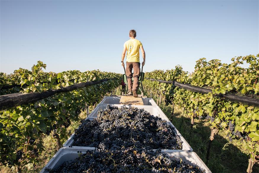 In einigen Ortschaften ist die Weinlese bereits angelaufen.