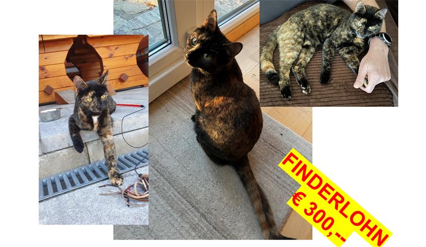 Katze Lucy wird vermisst.