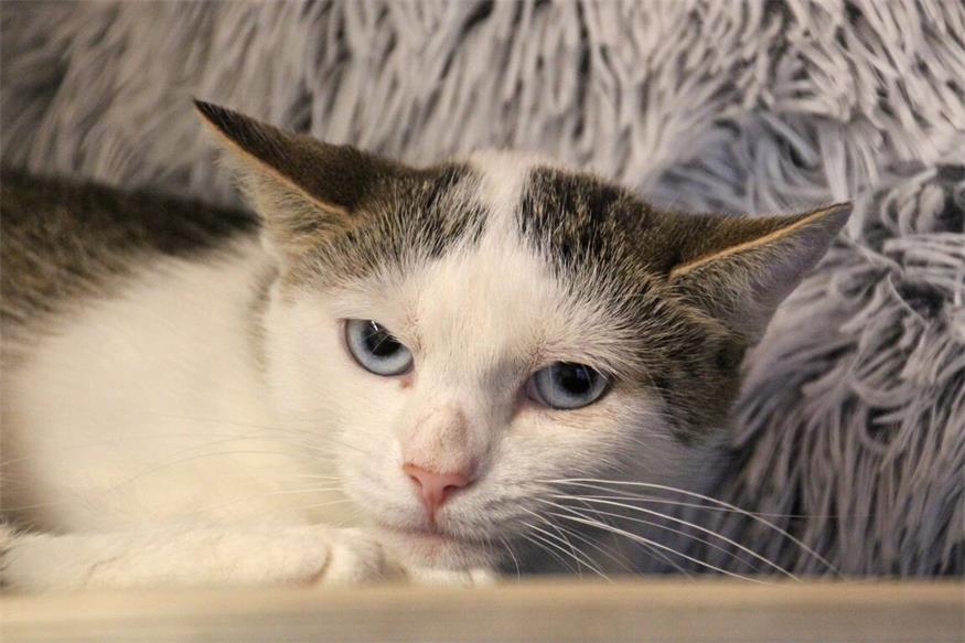 Diese Tiere warten im Tierschutzhaus Sonnenhof Katzendame "Katniss" begegnet ihr unbekannten Personen zurückhaltend und vorsichtig. Aus diesem Grund möchte sie bei der Ankunft in ihre neue Familie ausreichend Geduld und Zeit erhalten, um sich in "ihrem Tempo" an die neue Situation und die noch unbekannten Menschen zu gewöhnen. Hat sie diese Möglichkeit, fasst sie auch Vertrauen und kann dann erste Streicheleinheiten genießen. Katniss stammt aus einer größeren Katzengruppe und zeigt sich mit Artgenossen gut verträglich - eine bereits im Haushalt lebende Katze wäre kein Problem. Die Kätzin wurde positiv auf das Feline Coronavirus (FCoV) getestet und wird nur zu einer ebenfalls positiv getesteten Katze vergeben. Katniss wünscht sich eine neue Familie, die ihr nach entsprechender Eingewöhnungszeit auch die Möglichkeit zum gesicherten Freigang (z.B. gesicherter Balkon) bieten kann. Rasse: EKH Geschlecht: Weiblich, kastriert Alter: 3 Jahre und 1 Monat