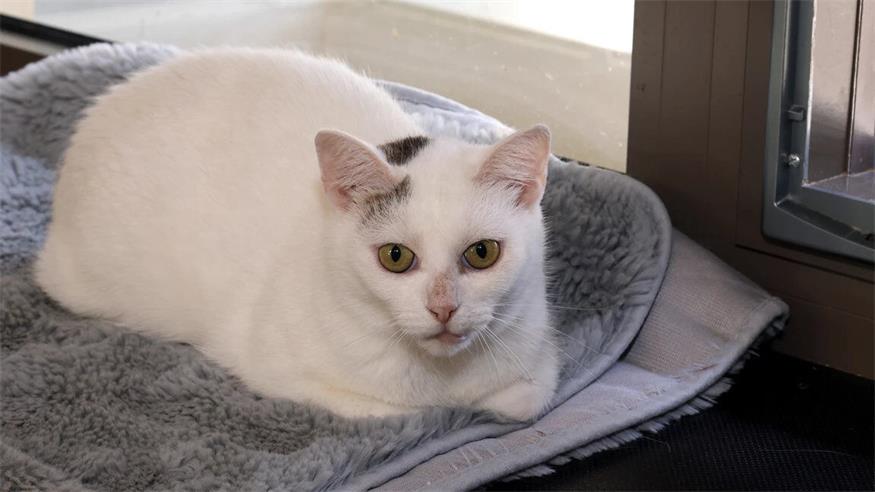 Diese Tiere warten im Tierschutzhaus Sonnenhof Katzendame "Mimi" zählt bereits zu den Senioren unter den Sonnenkatzen und pflegt einen ruhigeren und gemütlicheren Alltag. Sie ist eine freundliche und überaus anschmiegsame Katze, die die Nähe zu ihrer Familie sehr schätzt. Im Zusammenleben mit anderen Katzen zeigt sie sich zwar bedingt verträglich, im neuen Zuhause möchte sie aber die einzige Katze sein und die volle Aufmerksamkeit ihrer Familie genießen dürfen. Mimi würde sich über ein ruhiges neues Zuhause freuen, in dem sie nach einer Eingewöhnungszeit Freigang bekommt.<?ZE?><?ZE?>Rasse: EKH<?ZE?><?ZE?>Geschlecht: Weiblich<?ZE?><?ZE?>Alter: 10 Jahre und 4 Monate