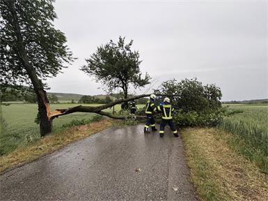 Kein Durchkommen gab es an dieser Straße - bis die Feuerwehrleute den mächtigen Ast entfernt hatten.