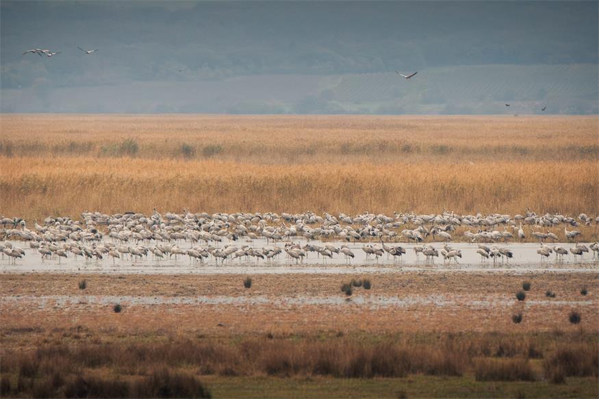 Von Kranichen und Gänsen: Unterwegs im Nationalpark