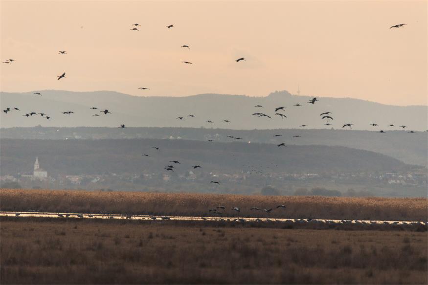 Von Kranichen und Gänsen: Unterwegs im Nationalpark