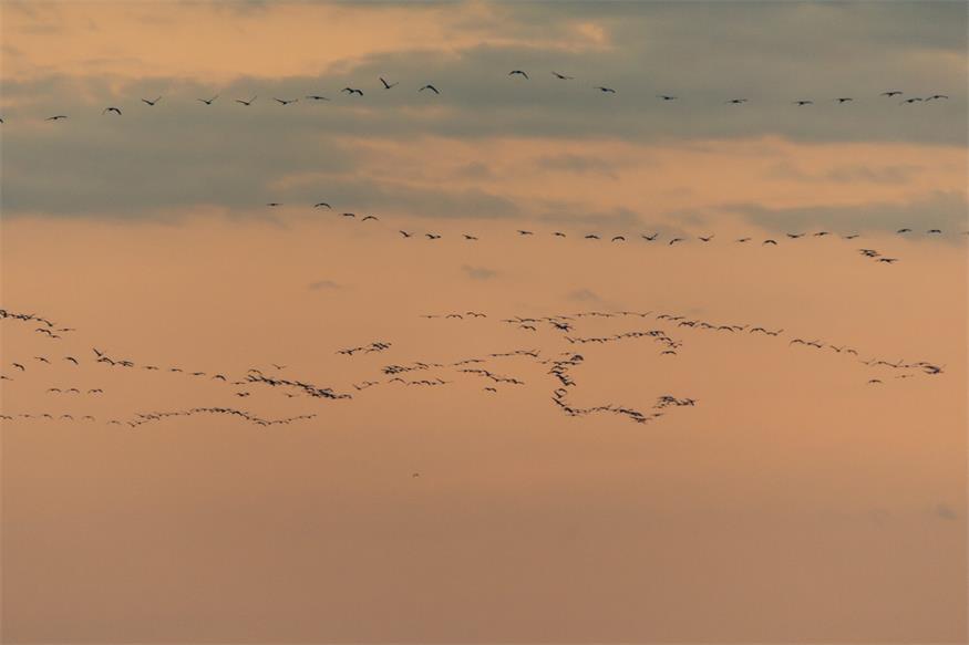 Von Kranichen und Gänsen: Unterwegs im Nationalpark