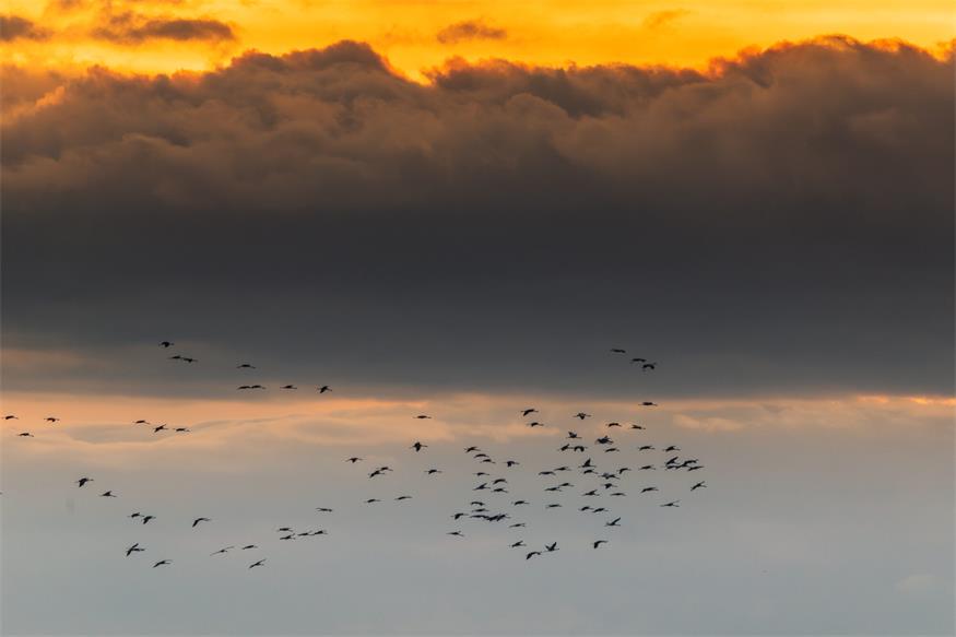 Von Kranichen und Gänsen: Unterwegs im Nationalpark