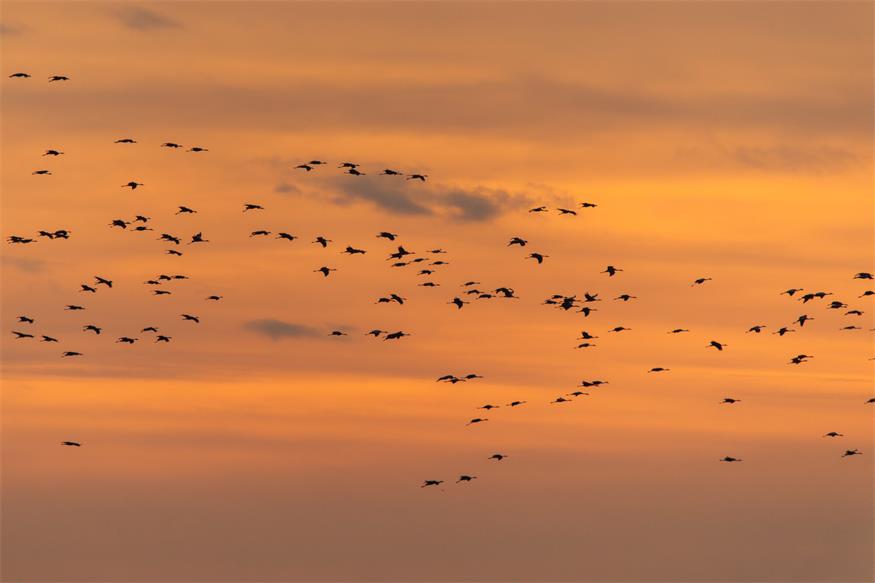 Von Kranichen und Gänsen: Unterwegs im Nationalpark