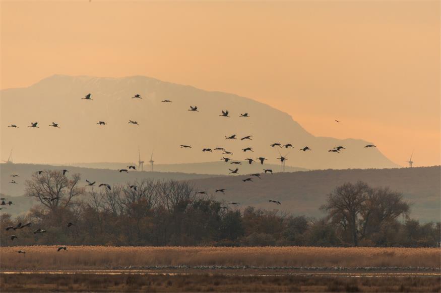 Von Kranichen und Gänsen: Unterwegs im Nationalpark