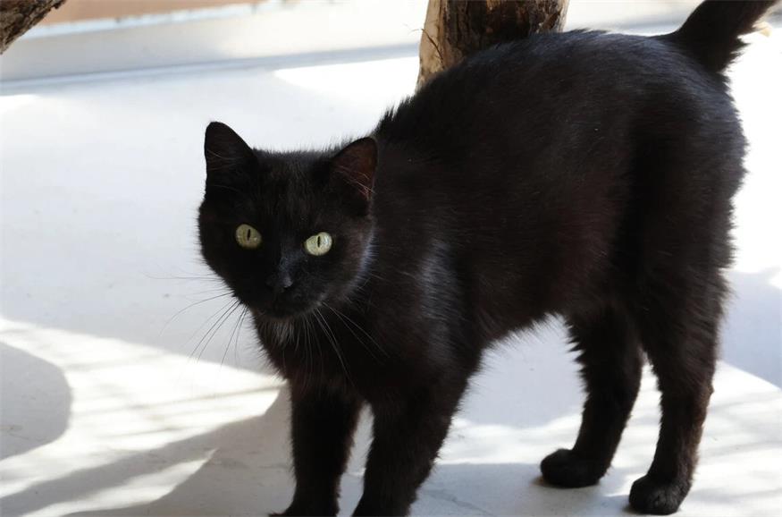 Diese Tiere warten im Tierschutzhaus Sonnenhof Lalita ist eine freundliche und anschmiegsame Katzendame. Anfangs tritt sie ihr unbekannten Personen noch etwas vorsichtiger gegenüber, nach einer kurzen Kennenlernphase ist das Eis aber rasch gebrochen und sie genießt dann ausgiebige Streicheleinheiten. Lalita ist gemeinsam mit Katzenfreundin Lexa auf der Suche nach einer neuen, liebevollen Familie.<?ZE?><?ZE?>Rasse: EKH<?ZE?><?ZE?>Geschlecht: Weiblich, kastriert<?ZE?><?ZE?>Alter: 7 Jahre und 4 Monate