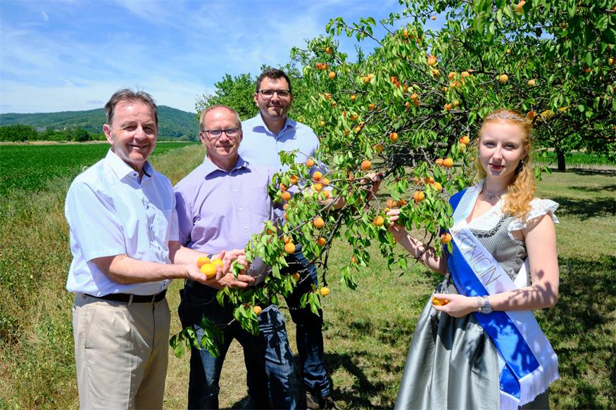 Landwirtschaftskammer-Präsident Nikolaus Berlakovich, Obmann Kittseer Marille Josef Maurovich, Martin Hejret und Marillenkönigin Leonie I.