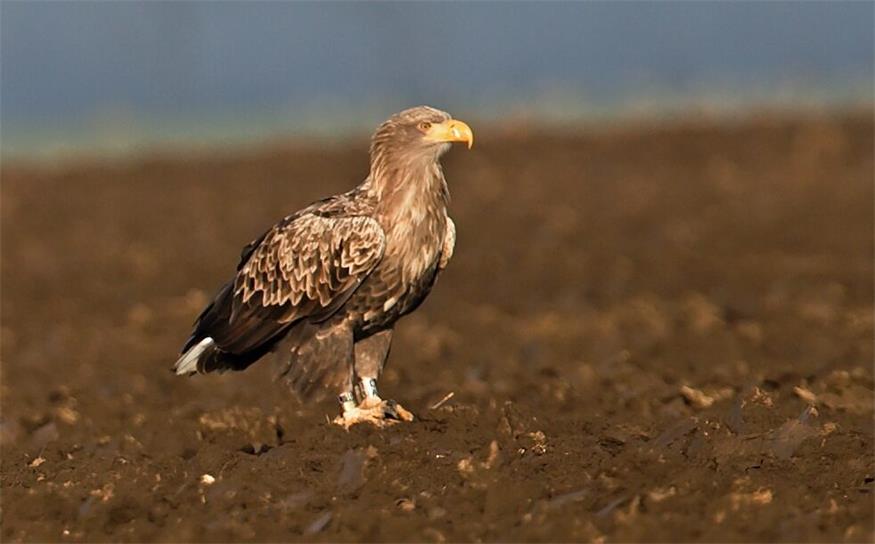 Ältester bekannter Seeadler Österreichs im Burgenland bestätigt