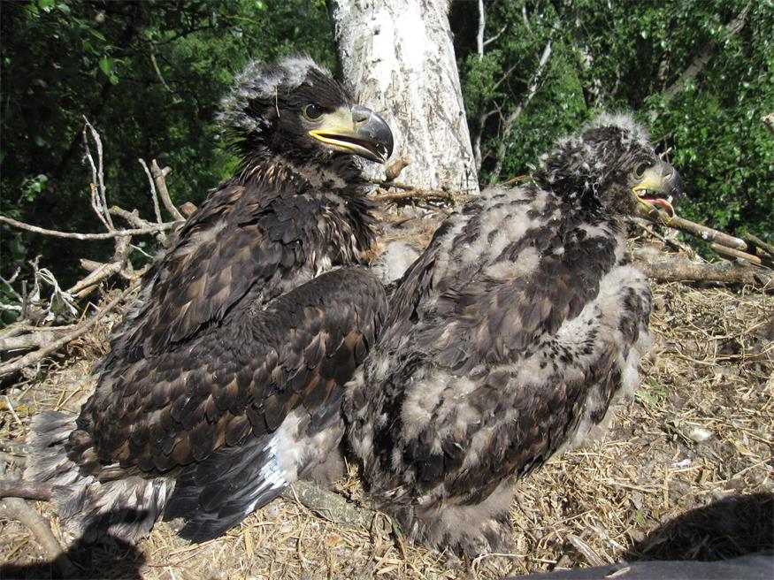 Ältester bekannter Seeadler Österreichs im Burgenland bestätigt