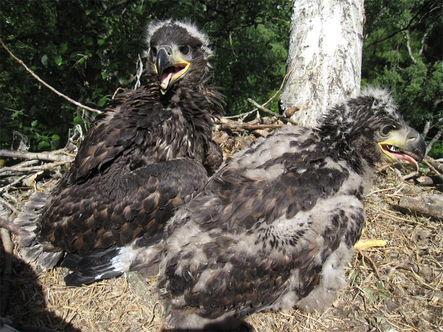 Ältester bekannter Seeadler Österreichs im Burgenland bestätigt