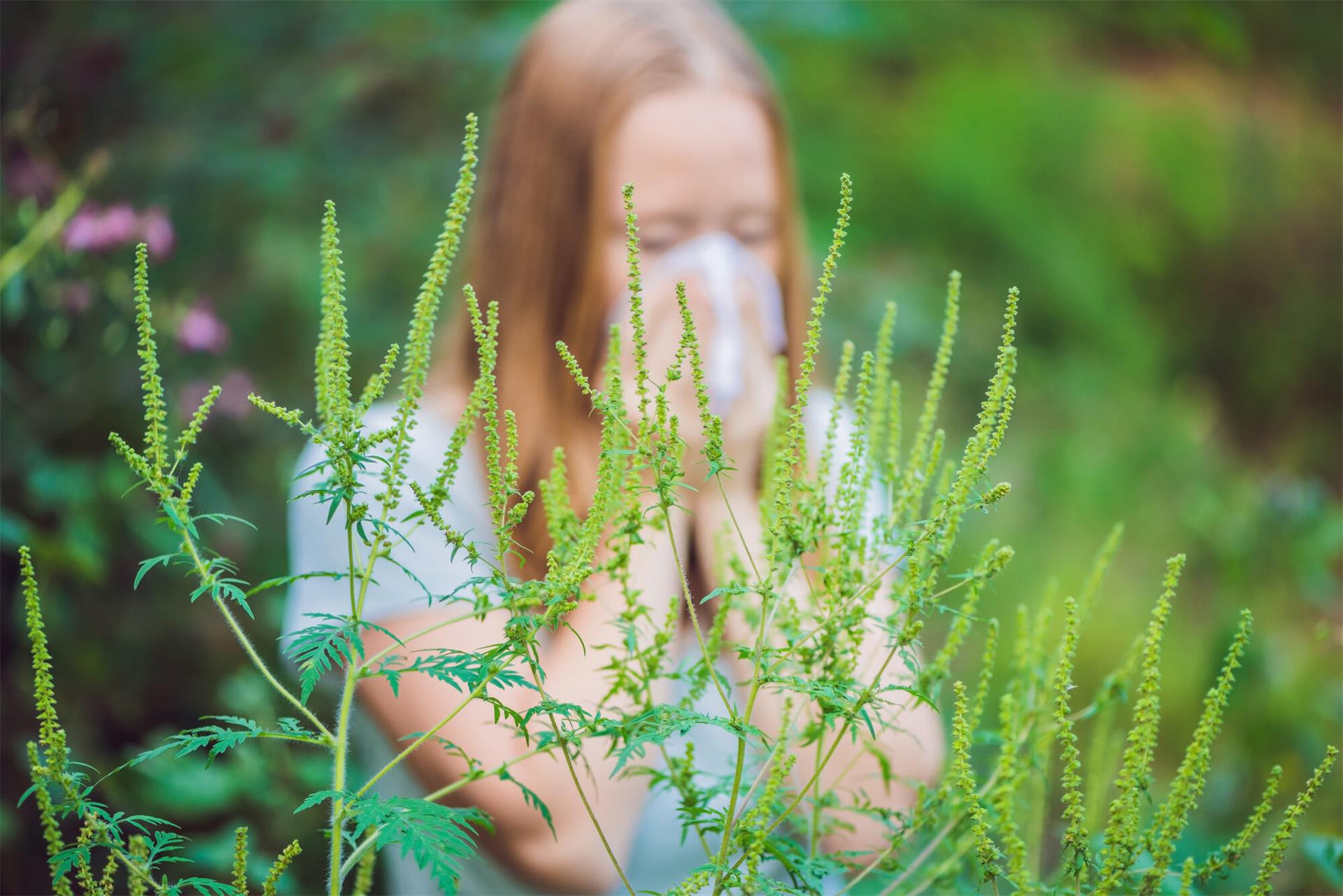 Polloan Pollen-Alarm: Ragweed überall