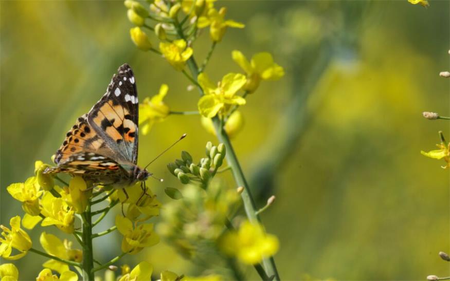 Schmetterlinge sind gefährdet