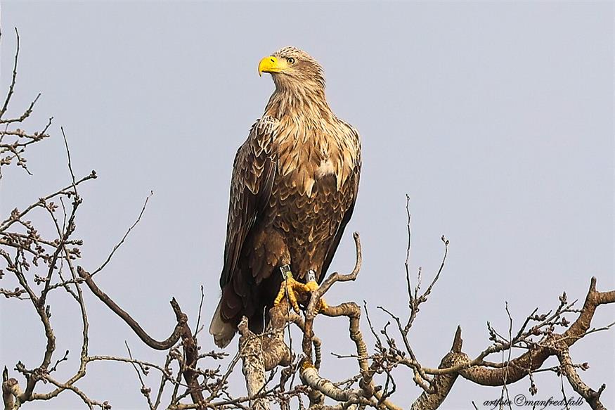 Seeadler Nestor, gesichtet am 18. Februar 2026 im Bezirk Neusiedl