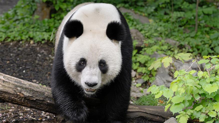 Seit Mai 2025 trägt das Designer Outlet Parndorf die Patenschaft für die beiden Großen Pandas Lan Yun und He Feng, nun wurde sie verlängert.