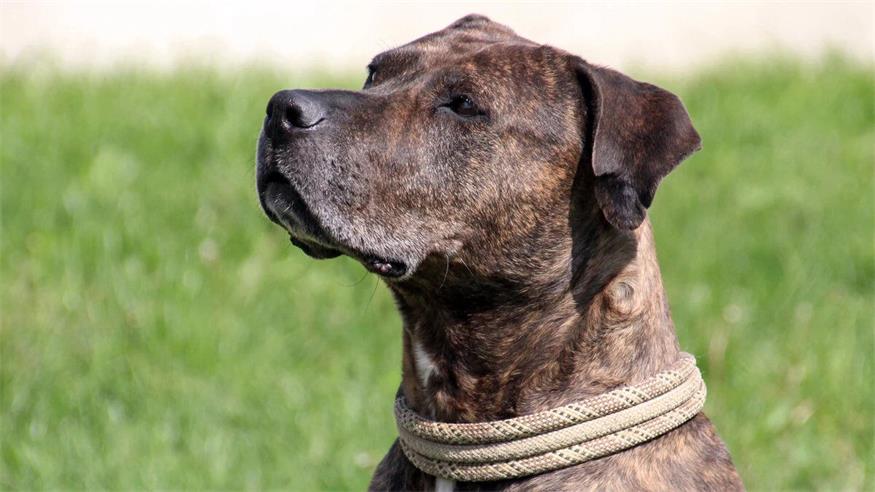 Diese Tiere warten im Tierschutzhaus Sonnenhof Sheila ist eine freundliche und menschenbezogene Hündin. Ihr unbekannten Personen tritt sie anfangs misstrauisch gegenüber und es werden auch mehrere Kennenlern-Termine erforderlich sein. Hat sie jemandem aber erst ihr Vertrauen geschenkt, offenbart sie ihren loyalen Charakter und genießt es, Zeit mit ihrem Menschen zu verbringen. Aufgrund ihrer Skepsis und anfänglichen Unsicherheit fremden Menschen gegenüber sollten keine Kinder im gemeinsamen Haushalt leben. Im Sozialkontakt mit Artgenossen zeigt sich die Hündin nicht verträglich und sie möchte der einzige Hund im Haushalt sein. Sheila ist auf der Suche nach einem neuen Zuhause bei hundeerfahrenen Menschen.<?ZE?><?ZE?>Rasse: American Stafford Shire Terrier-Mix<?ZE?><?ZE?>Geschlecht: Weiblich, kastriert<?ZE?><?ZE?>Alter: 10 Jahre und 6 Monate<?ZE?><?ZE?>Größe: Medium
