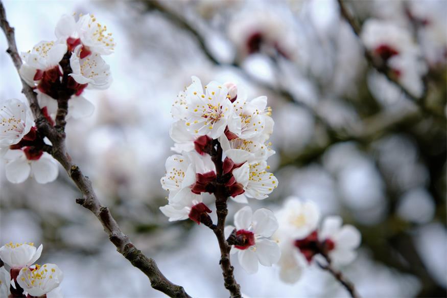 So sahen die vulnerablen Marillenblüten noch vor wenigen Monaten aus.