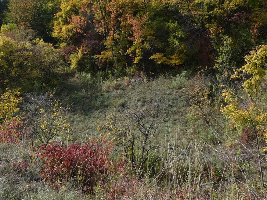 Trittsteinbiotope: Hilfe für Flora und Fauna