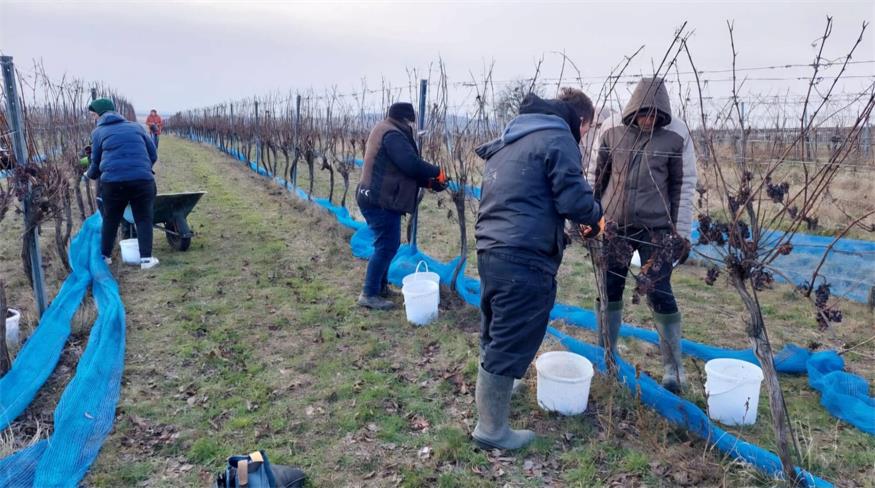Statt einem Eiswein als Jahrgangswein für Weinprinzessin Lena wurde es ein "Prinzessinnenauslese".