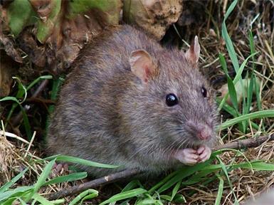 Süß, aber schädlich: Ratten bereiten in St. Margarethen einige Probleme.
