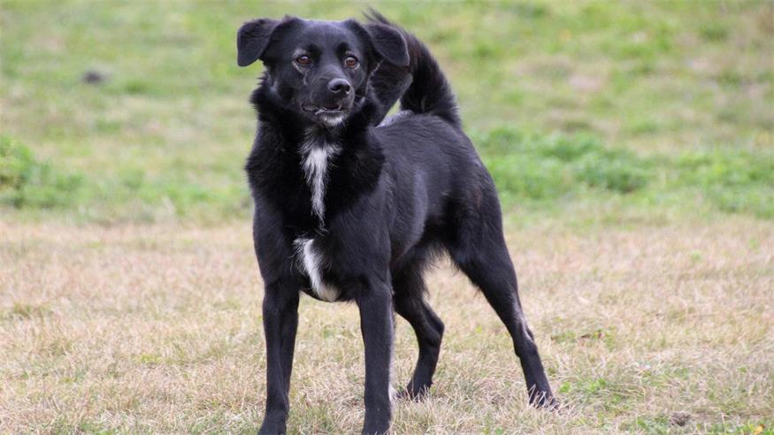 Diese Tiere warten im Tierschutzhaus Sonnenhof Suki dürfte vor ihrer Aufnahme im Sonnenhof kaum Kontakt zu Menschen gehabt und dabei nicht nur positive Erfahrungen gesammelt haben. Sie tritt Menschen entsprechend scheu und misstrauisch entgegen. Die Hundedame wurde freilaufend aufgefunden und konnte nur mittels Lebendfalle gesichert werden. Seit ihrer Aufnahme im Sonnenhof hat sie zwar viele positive Erfahrungen mit Menschen gemacht, Suki bevorzugt es aber, auf Abstand zu bleiben. Wenn dieser nicht respektiert wird, kann sie im Notfall auch mit Abwehrverhalten reagieren. Auch neue Situationen, Umweltreize und Alltagsgeräusche stressen sie sehr. Aufgrund ihrer kaum vorhandenen Sozialisation suchen wir für Suki Menschen, die bereits Erfahrung in der Haltung von unsicheren Hunden haben und der Hündin die nötige Zeit geben und Distanz entgegenbringen möchten, die sie benötigt. Die weitere Begleitung durch eine tierschutzqualifizierte Fachperson ist empfehlenswert. Mit anderen Hunden zeigt sich Suki gut verträglich und sie orientiert sich auch stark an deren Verhalten. Deshalb würde ihr ein souveräner Zweithund im neuen Zuhause sehr gut tun. Suki würde sich über ein gesichertes Zuhause mit Garten sehr freuen.<?ZE?><?ZE?>Rasse: Mischling<?ZE?><?ZE?>Geschlecht: Weiblich, kastriert<?ZE?><?ZE?>Alter: 2 Jahre und 3 Monate<?ZE?><?ZE?>Größe: Medium