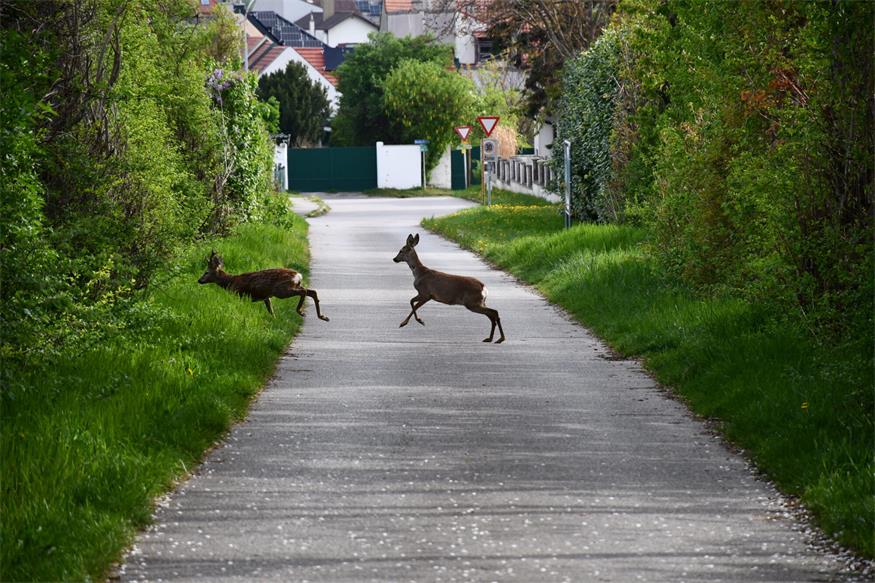 Naturfreunde luden zur traditionellen Osterwanderung