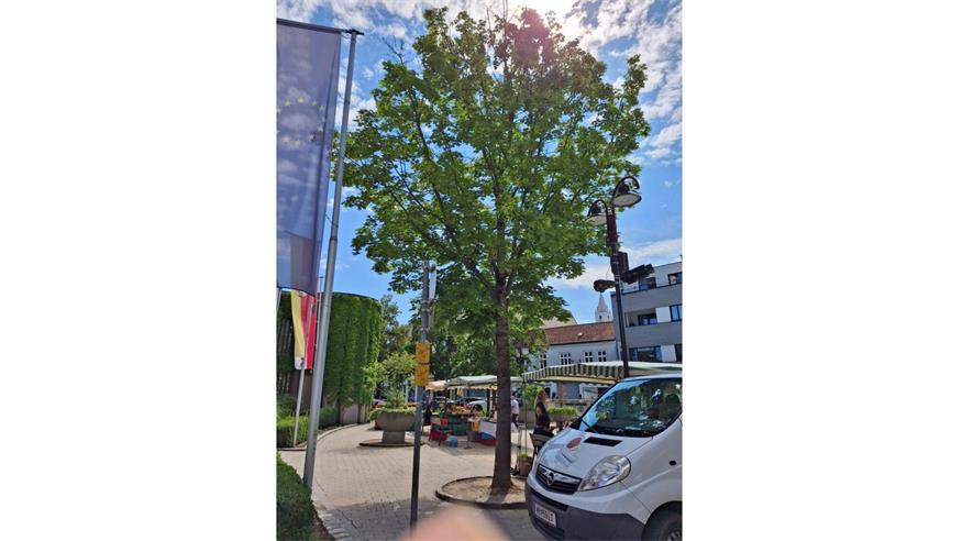 Unter anderem wird der Baum vor dem Bezirksgericht gerodet.