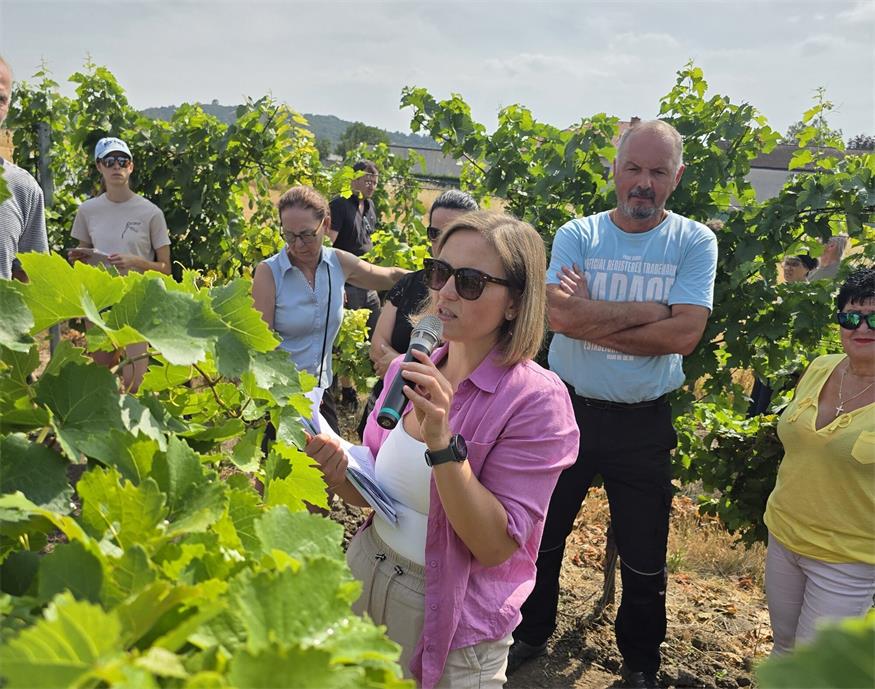 Verena Klöckl, Weinbau-Fachbereichskoordinatorin der Burgenländischen Landwirtschaftskammer, klärt Weinbaubetriebe anhand eines Befalls in St. Margarethen über die Rebzikaden-Krankheit Flavescence dorée auf.