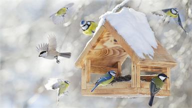 Vögel finden im Winter in zu aufgeräumten Gärten nicht genug Nahrung.