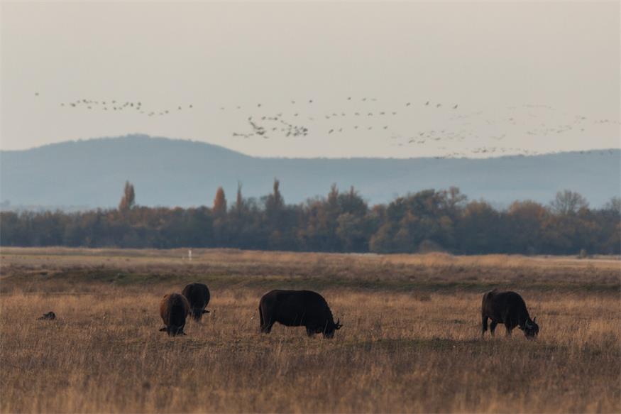 Von Kranichen und Gänsen: Unterwegs im Nationalpark