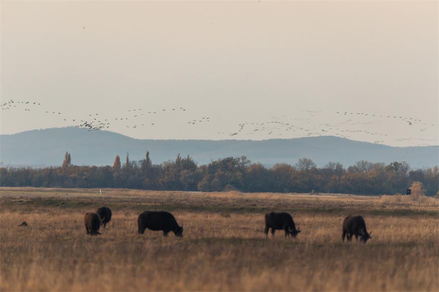Von Kranichen und Gänsen: Unterwegs im Nationalpark