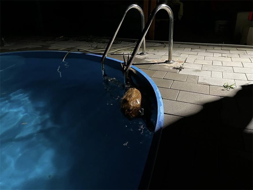 Reh ging baden, Feuerwehr musste ausrücken