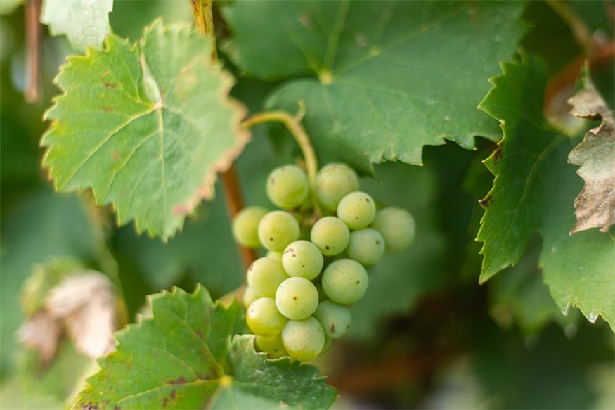 Neusiedl am See: Frischer Sturm inmitten der ältesten Weinriede
