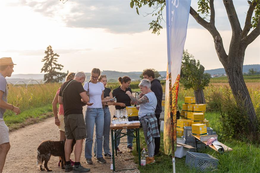Neusiedl am See: Frischer Sturm inmitten der ältesten Weinriede