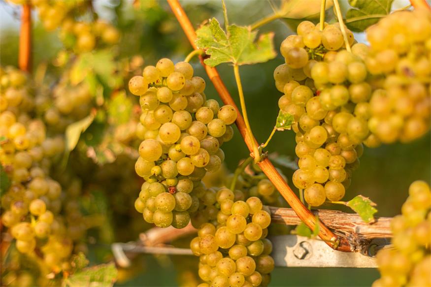 Neusiedl am See: Frischer Sturm inmitten der ältesten Weinriede