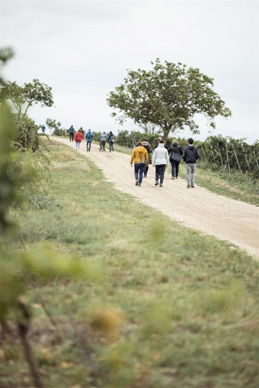 Tipp: Sturmwanderung verbindet Wein, Natur und Kulinarik