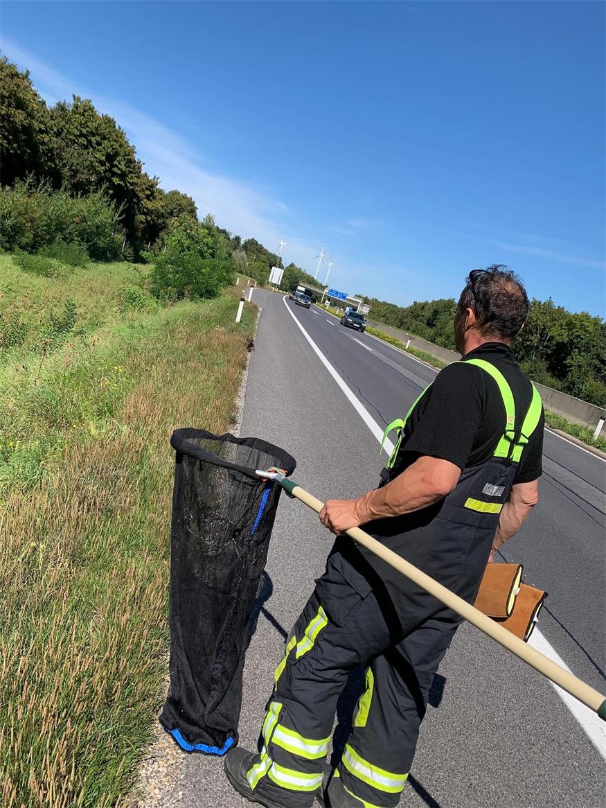 Uhu auf der Ostautobahn gerettet: Feuerwehr Parndorf im Einsatz
