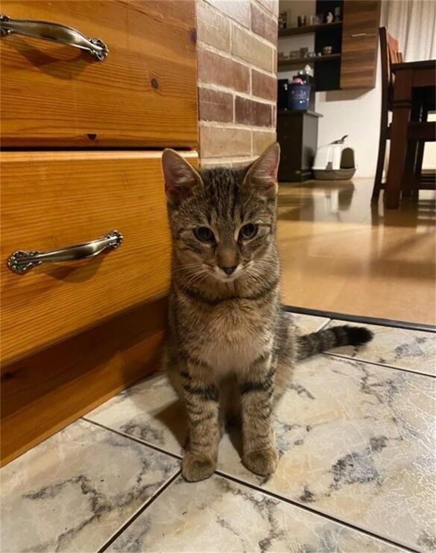 Kater Pauli wird in Nickelsdorf vermisst